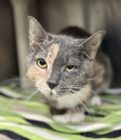 Enlarge Quinn, a ADOPTABLE Domestic Short Hair in Athens, GA image 1/3