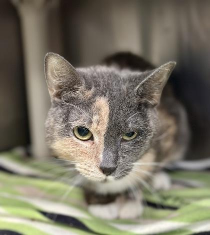 Enlarge Quinn, a ADOPTABLE Domestic Short Hair in Athens, GA image 3/3
