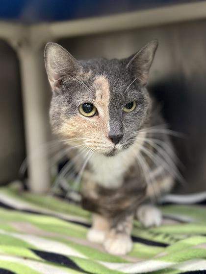 Enlarge Quinn, a ADOPTABLE Domestic Short Hair in Athens, GA image 2/3