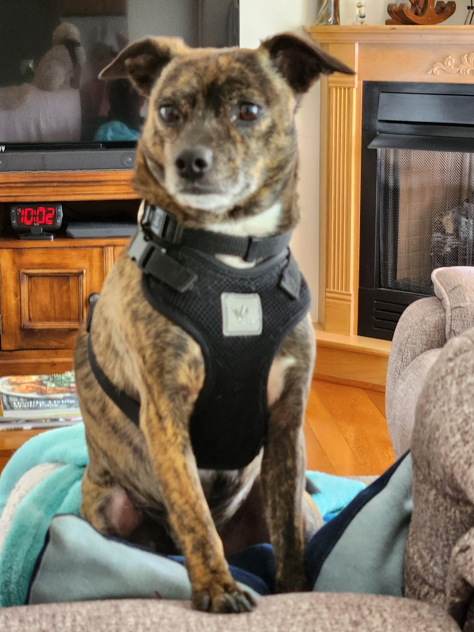 Enlarge Nacho, a Adoptable Chihuahua in Ceres, VA image 2/3