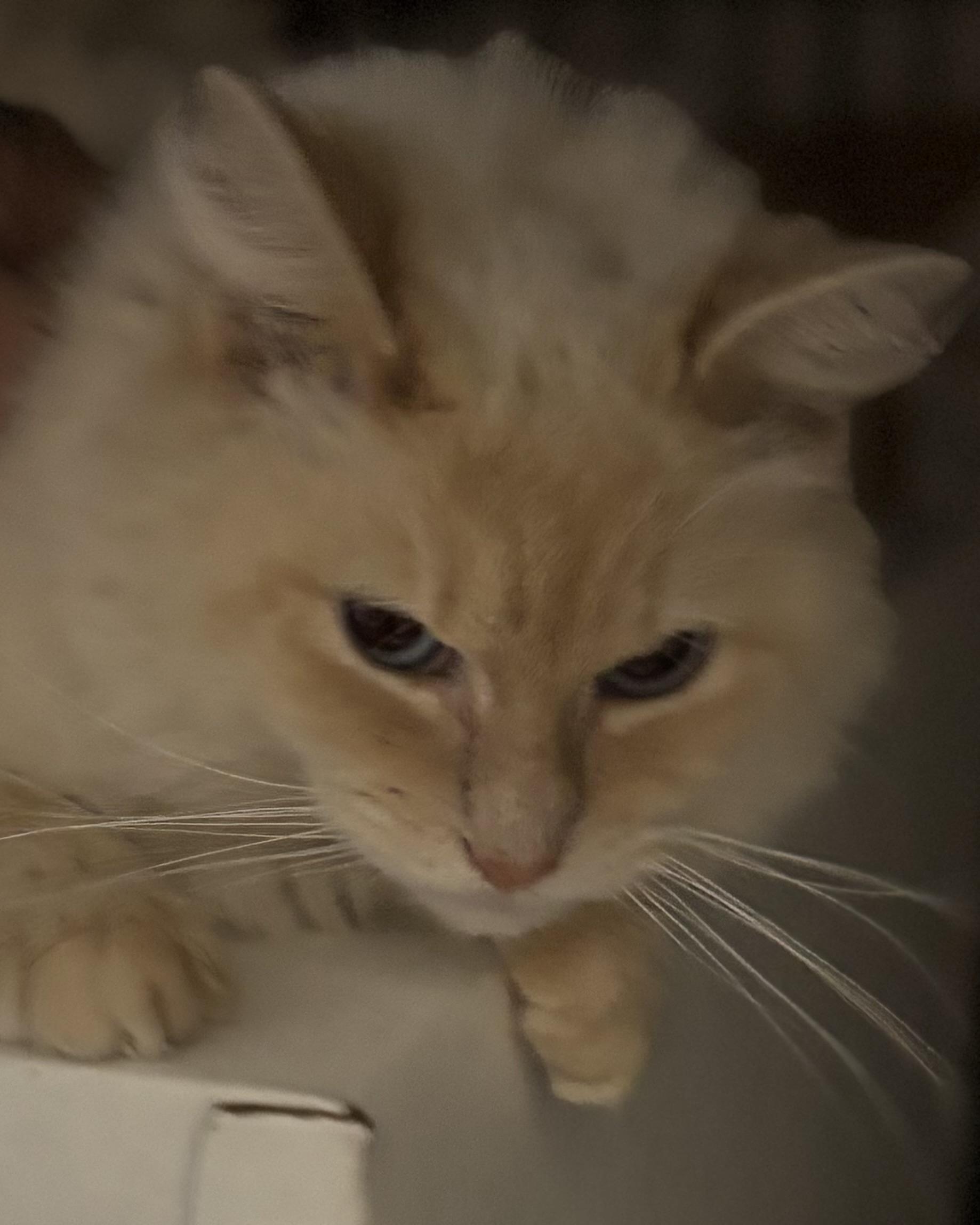 SARAH, Adoptable, Young Female Siamese & Domestic Long Hair.