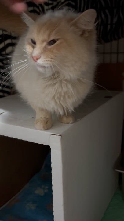 Enlarge SARAH, a Adoptable mixed breed in Pittsburgh, PA video 3/4