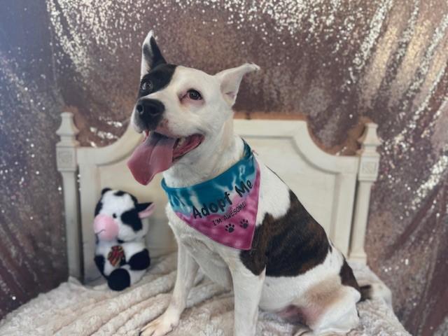 CINNA, Adoptable, Adult Female Pit Bull Terrier.