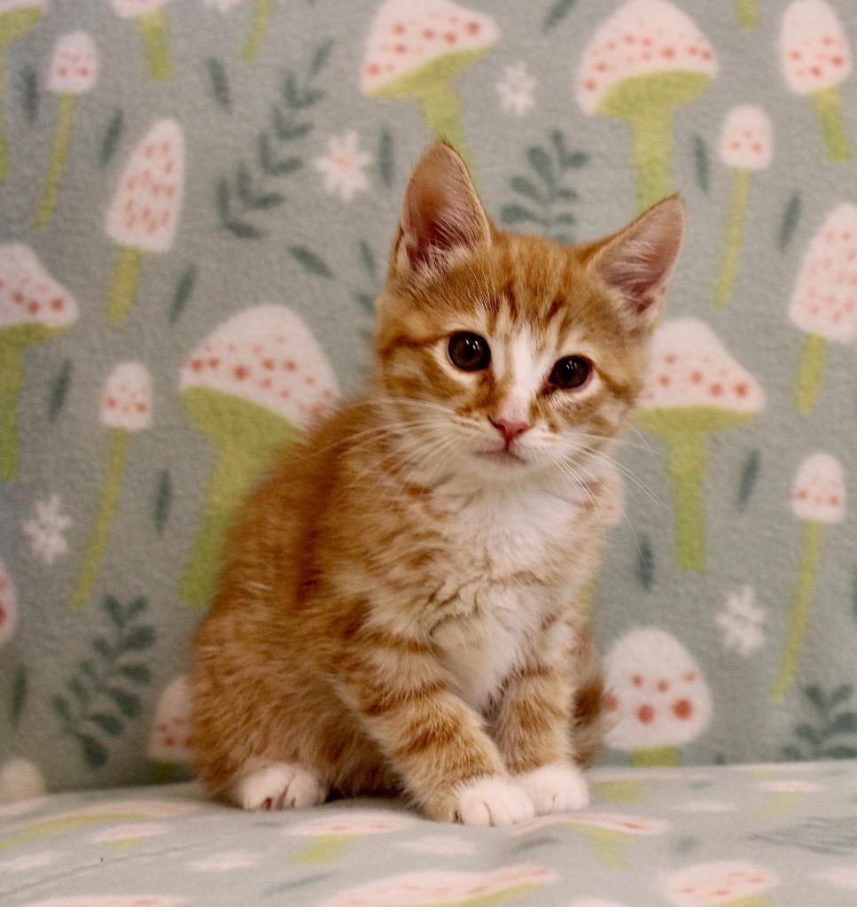 Zarina, Adoptable, Kitten Female Domestic Short Hair.