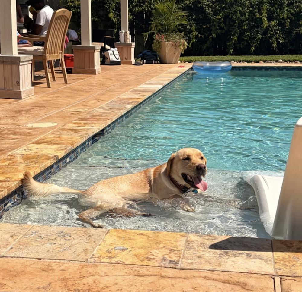 Doucetser / Theodore, Adoptable, Adult Male Labrador Retriever.