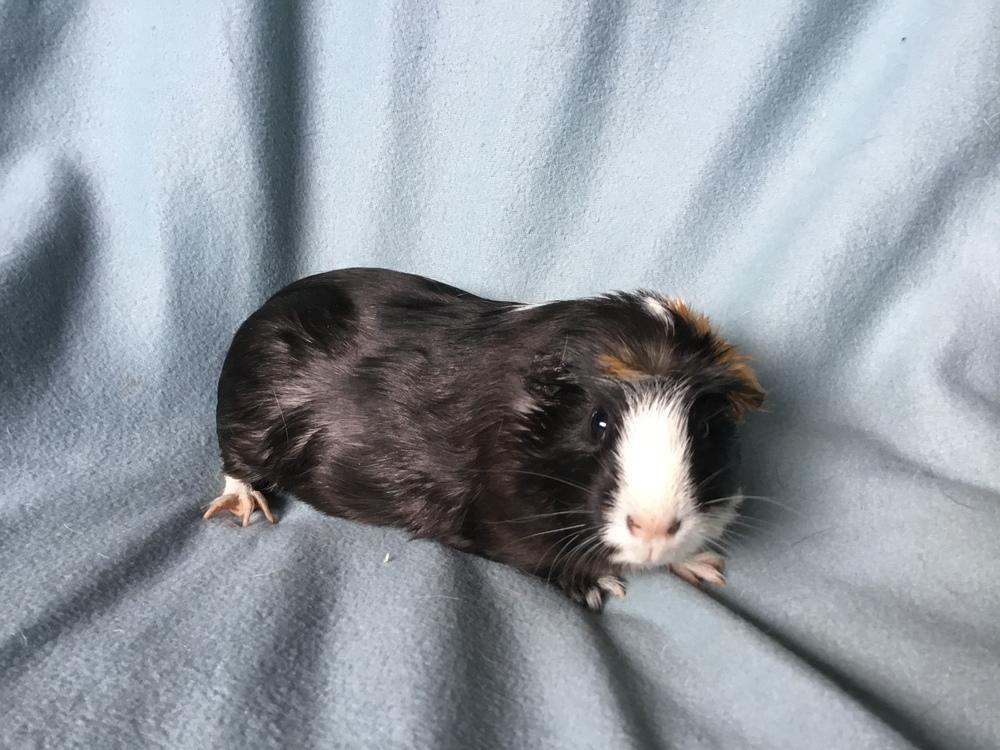 Enlarge Azaria ( Bonded to Golden Acorn), a Adoptable Guinea Pig in San Diego, CA image 1/4