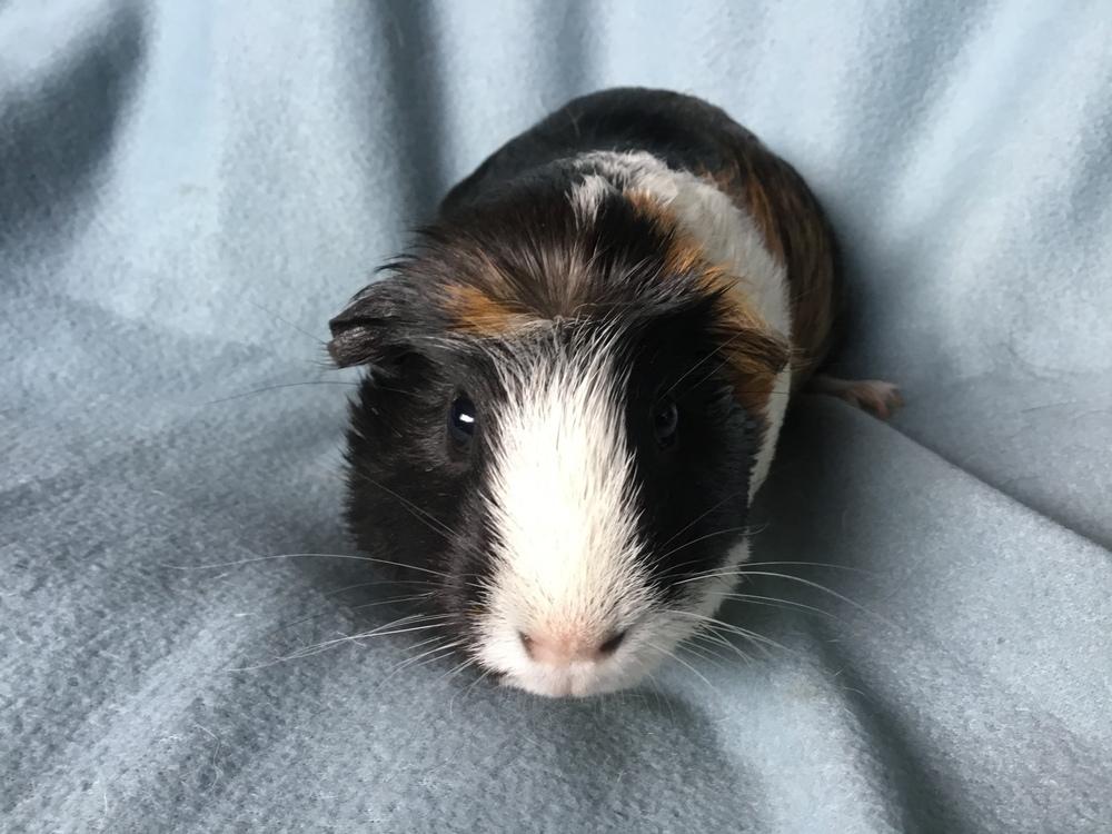 Enlarge Azaria ( Bonded to Golden Acorn), a Adoptable Guinea Pig in San Diego, CA image 2/4
