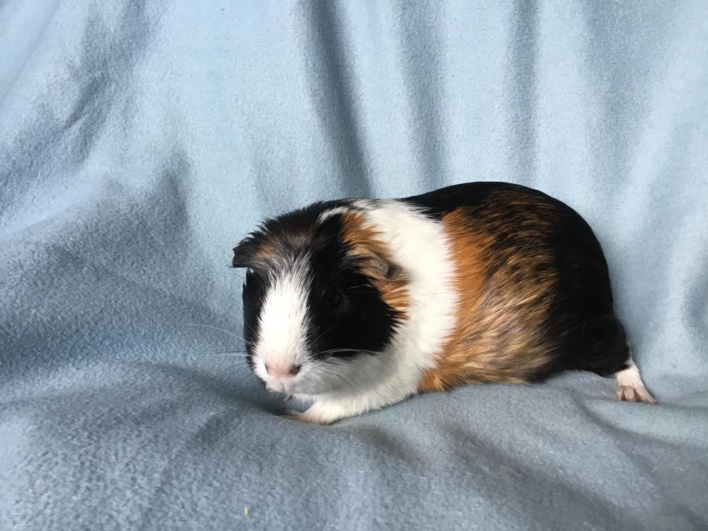 Enlarge Azaria ( Bonded to Golden Acorn), a Adoptable Guinea Pig in San Diego, CA image 3/4