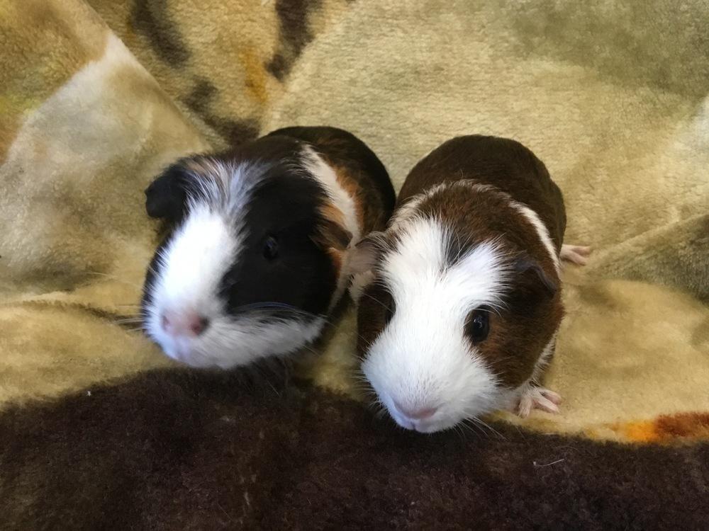 Enlarge Azaria ( Bonded to Golden Acorn), a Adoptable Guinea Pig in San Diego, CA image 4/4