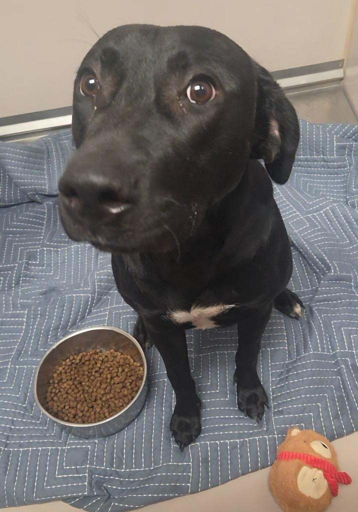 Enlarge Carli Rae, a Adoptable Labrador Retriever in Sherwood, AR image 1/1