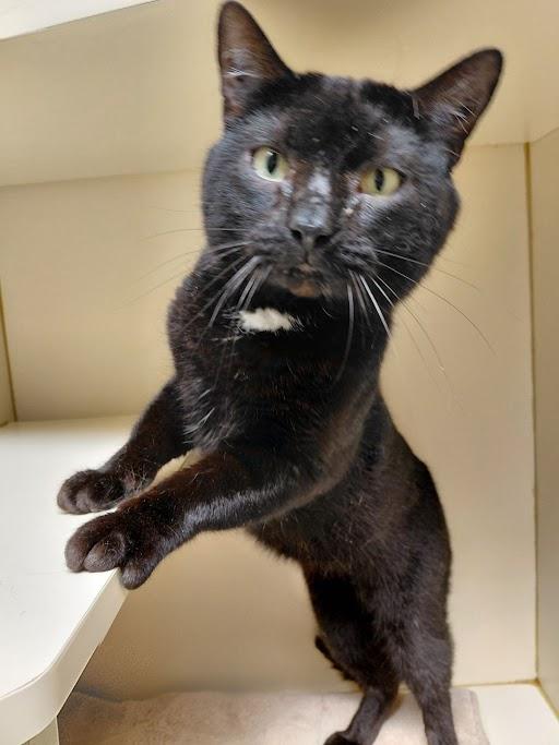 Cole, Adoptable, Adult Male Domestic Short Hair.