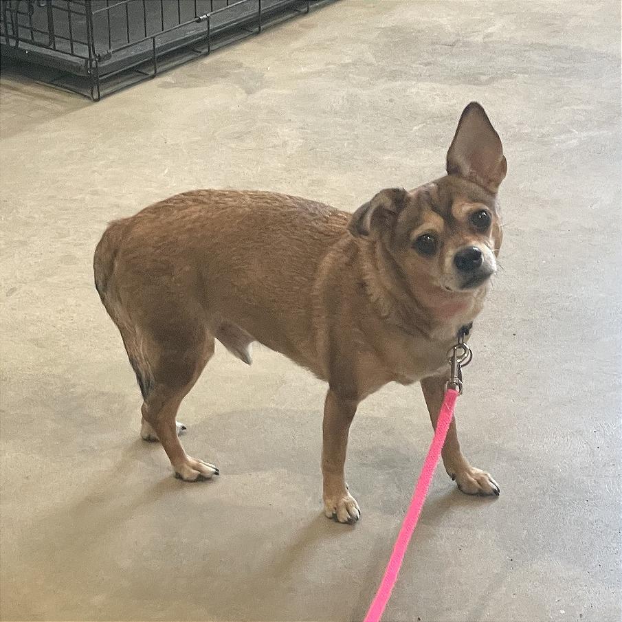 Tippy, a Adoptable Chihuahua in Prescott, AZ image 1/2