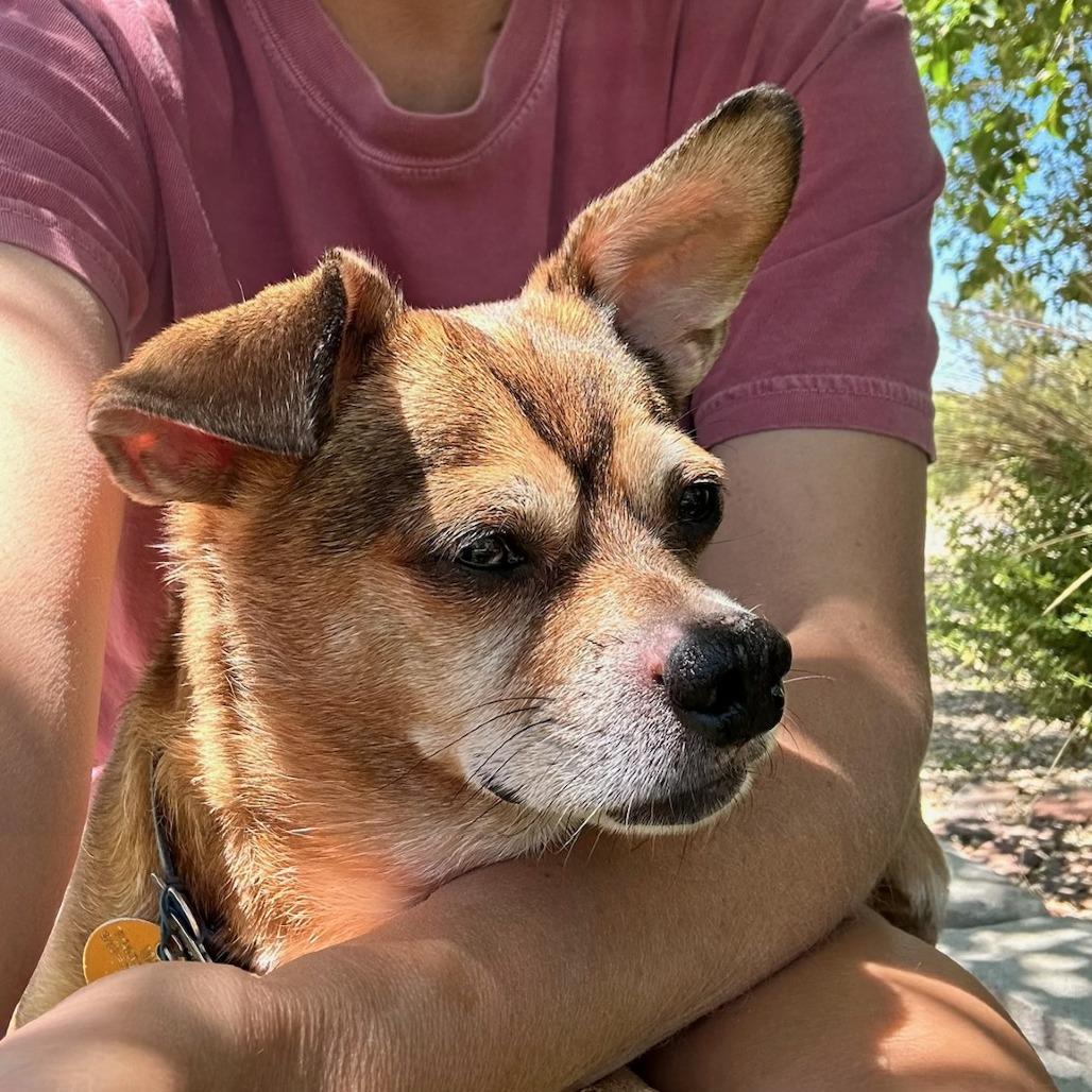 Tippy, a Adoptable Chihuahua in Prescott, AZ image 2/2