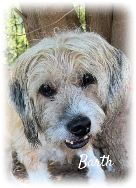 Enlarge Barth, a ADOPTABLE mixed breed in Tulsa, OK image 2/4