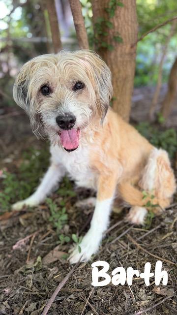 Enlarge Barth, a ADOPTABLE mixed breed in Tulsa, OK image 1/4
