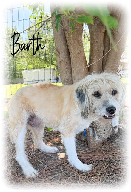 Enlarge Barth, a ADOPTABLE mixed breed in Tulsa, OK image 3/4
