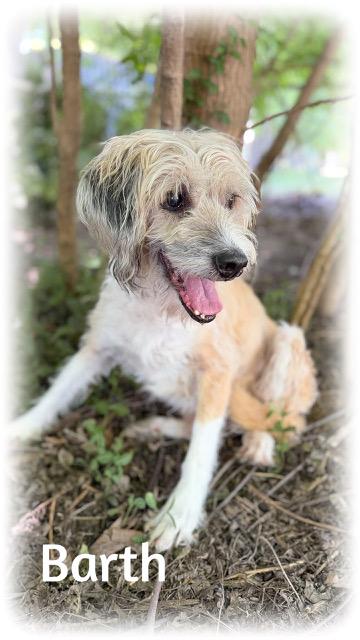 Enlarge Barth, a ADOPTABLE mixed breed in Tulsa, OK image 4/4