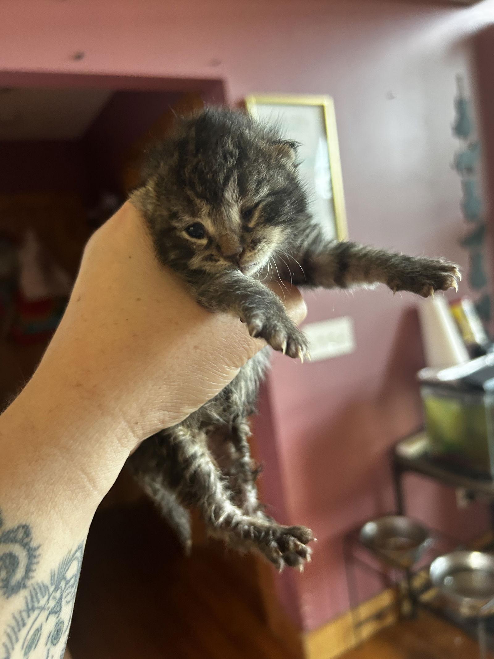 Furry Purry Perry, a Adoptable Domestic Short Hair in Absecon, NJ image 1/3