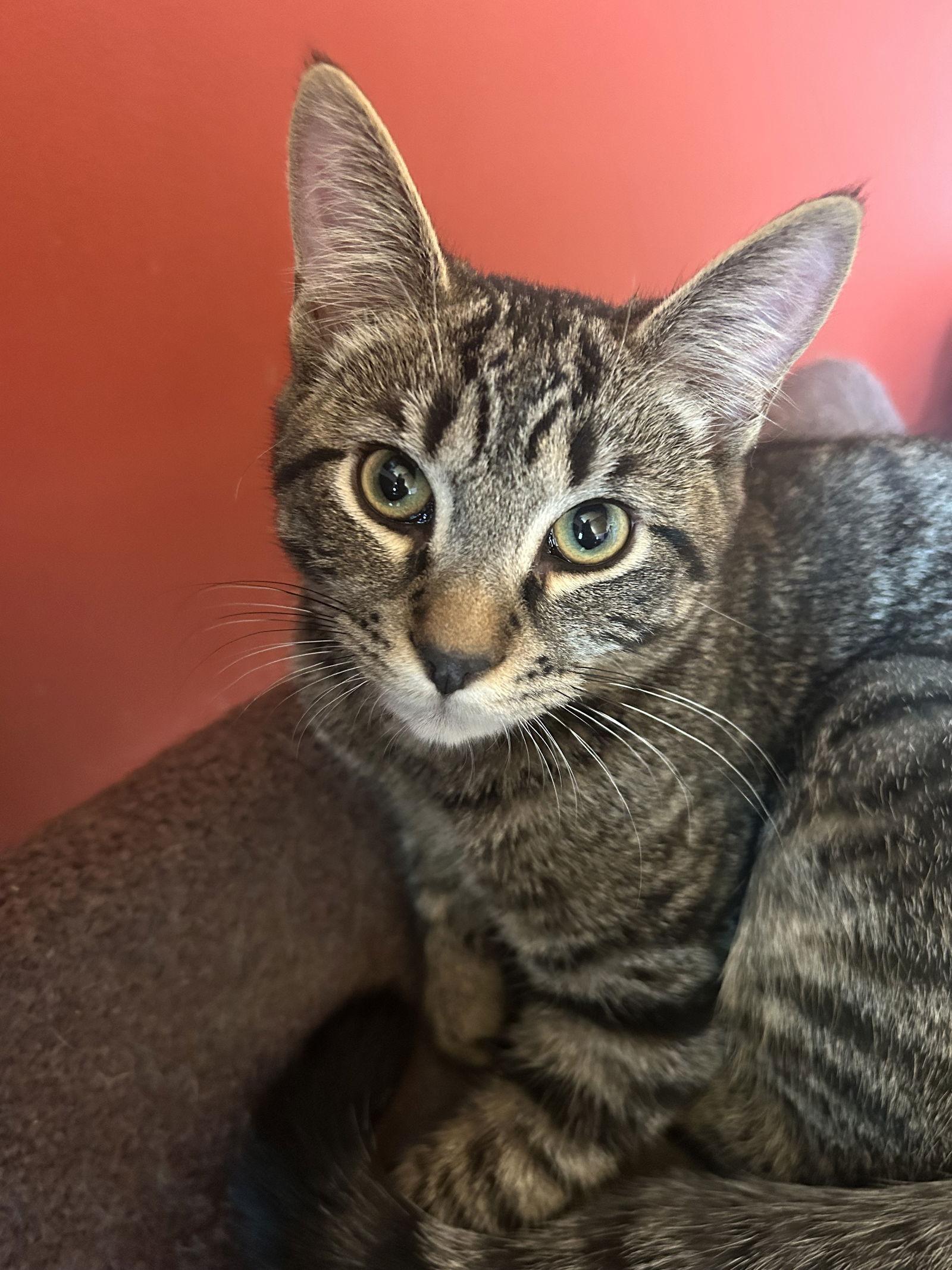 Furry Purry Perry, a Adoptable Domestic Short Hair in Absecon, NJ image 2/3