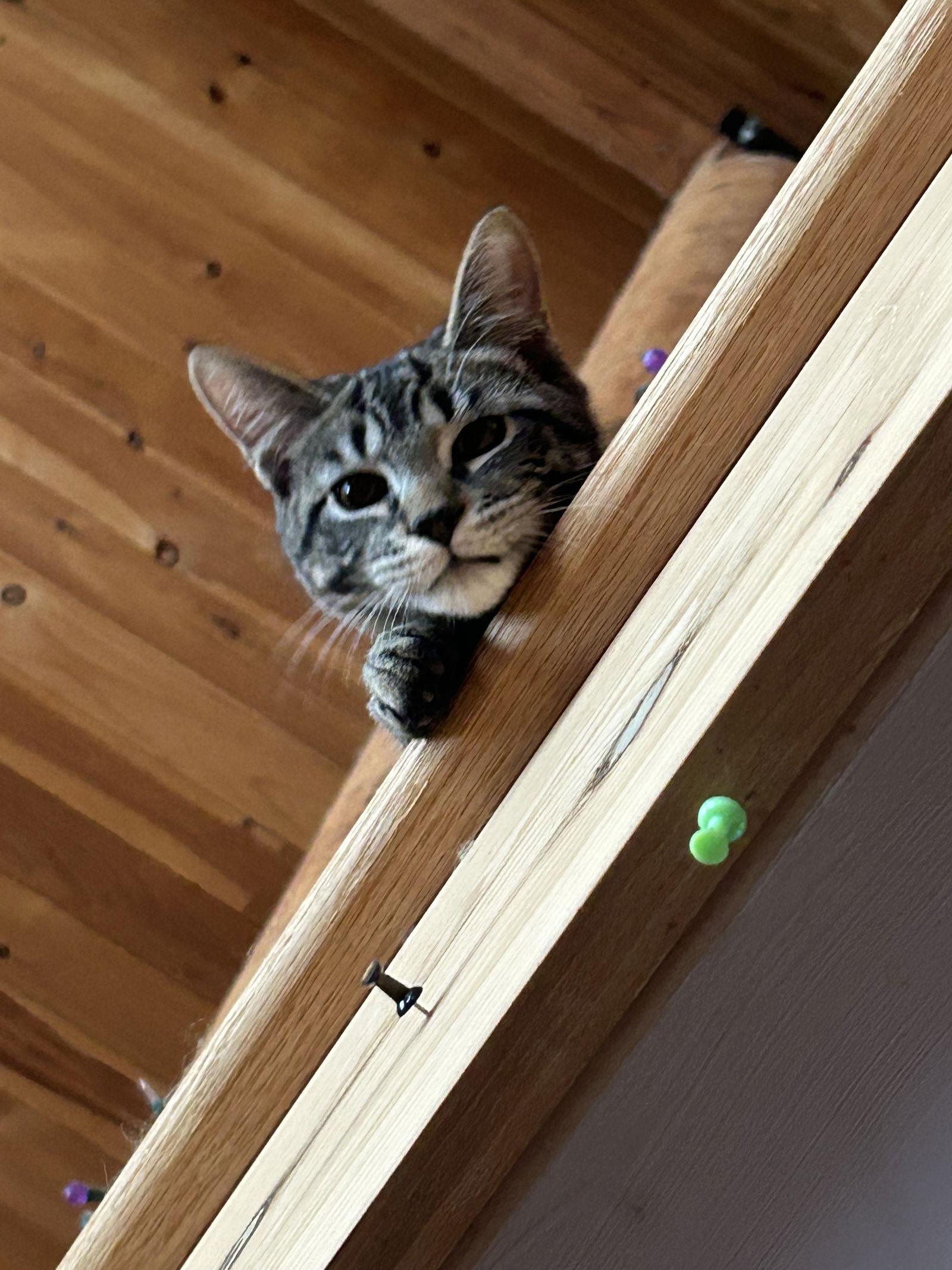 Furry Purry Perry, Adoptable, Young Male Domestic Short Hair.