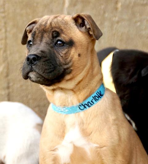 Charlotte Cutiepie — thumbnail 4