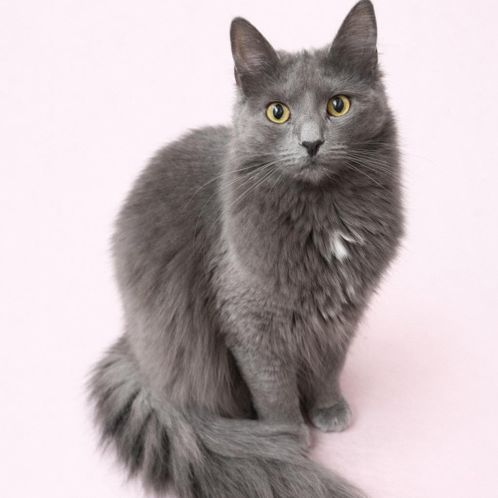 Enlarge Patricia’s RB Fluff 1, a ADOPTABLE Russian Blue in Glendora, CA image 1/1