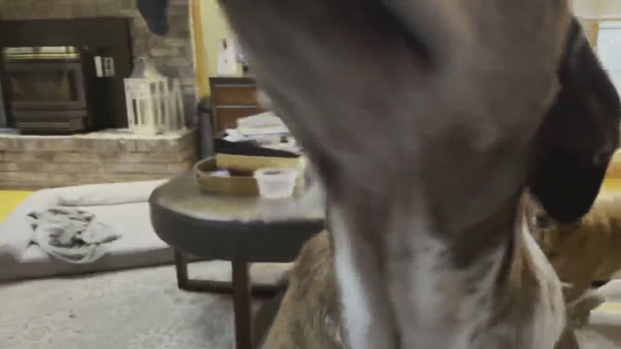 Enlarge Mandy, a Adopted mixed breed in Florence, KY video 1/3