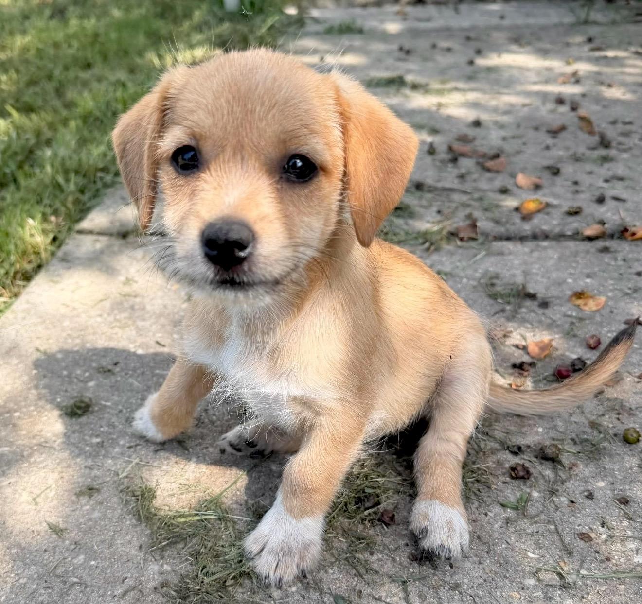 Rachel, adopted, Puppy Female Poodle & Shih Tzu.