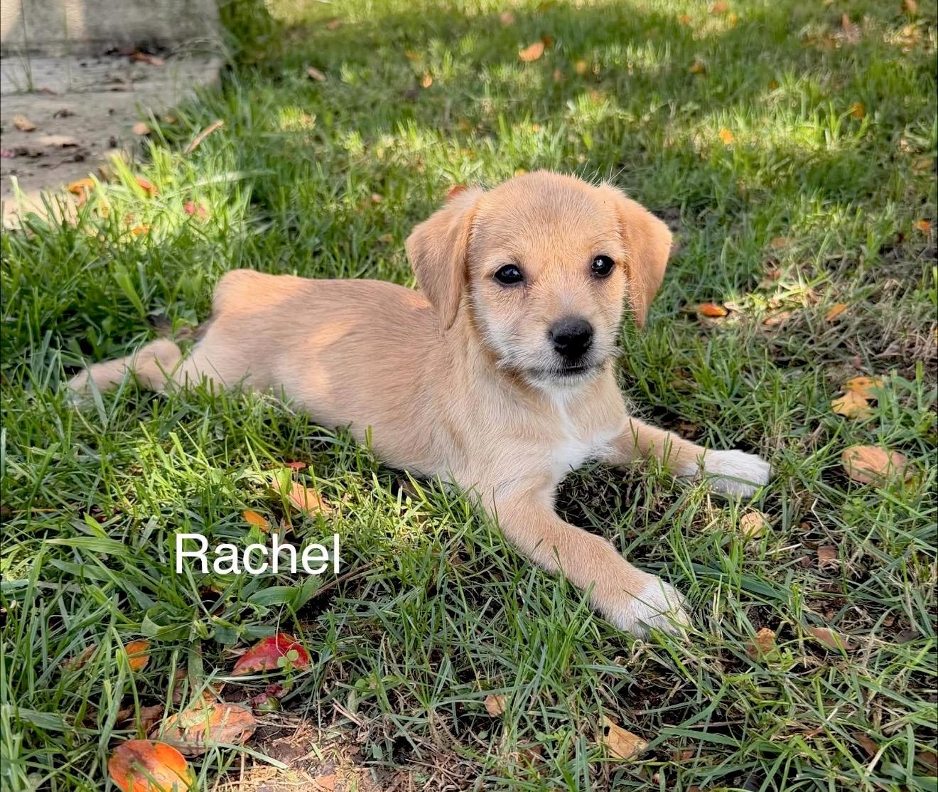 Rachel, an adopted mixed breed in Millington, MD image 2/5