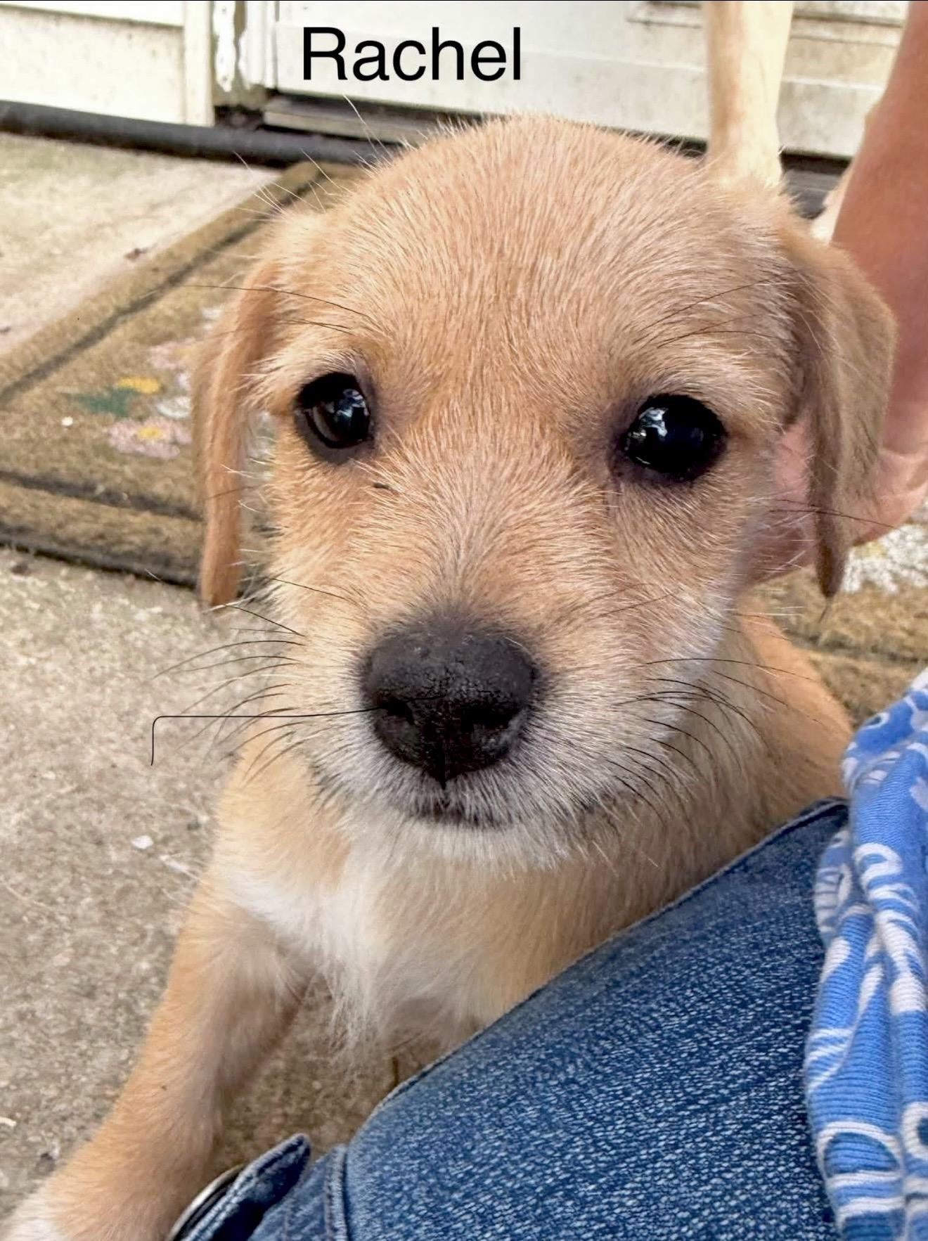 Rachel, an adopted mixed breed in Millington, MD image 3/5