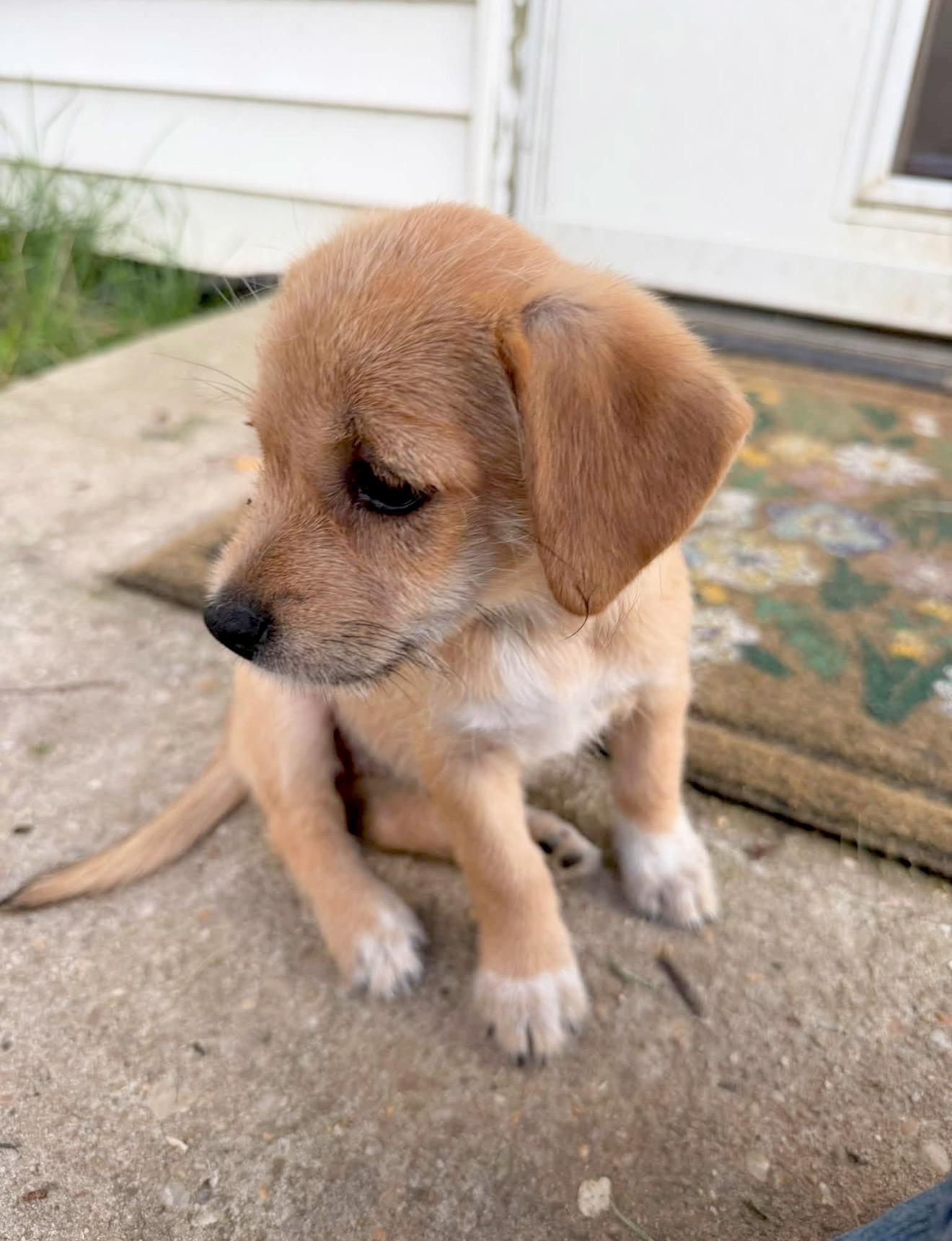 Rachel, an adopted mixed breed in Millington, MD image 5/5
