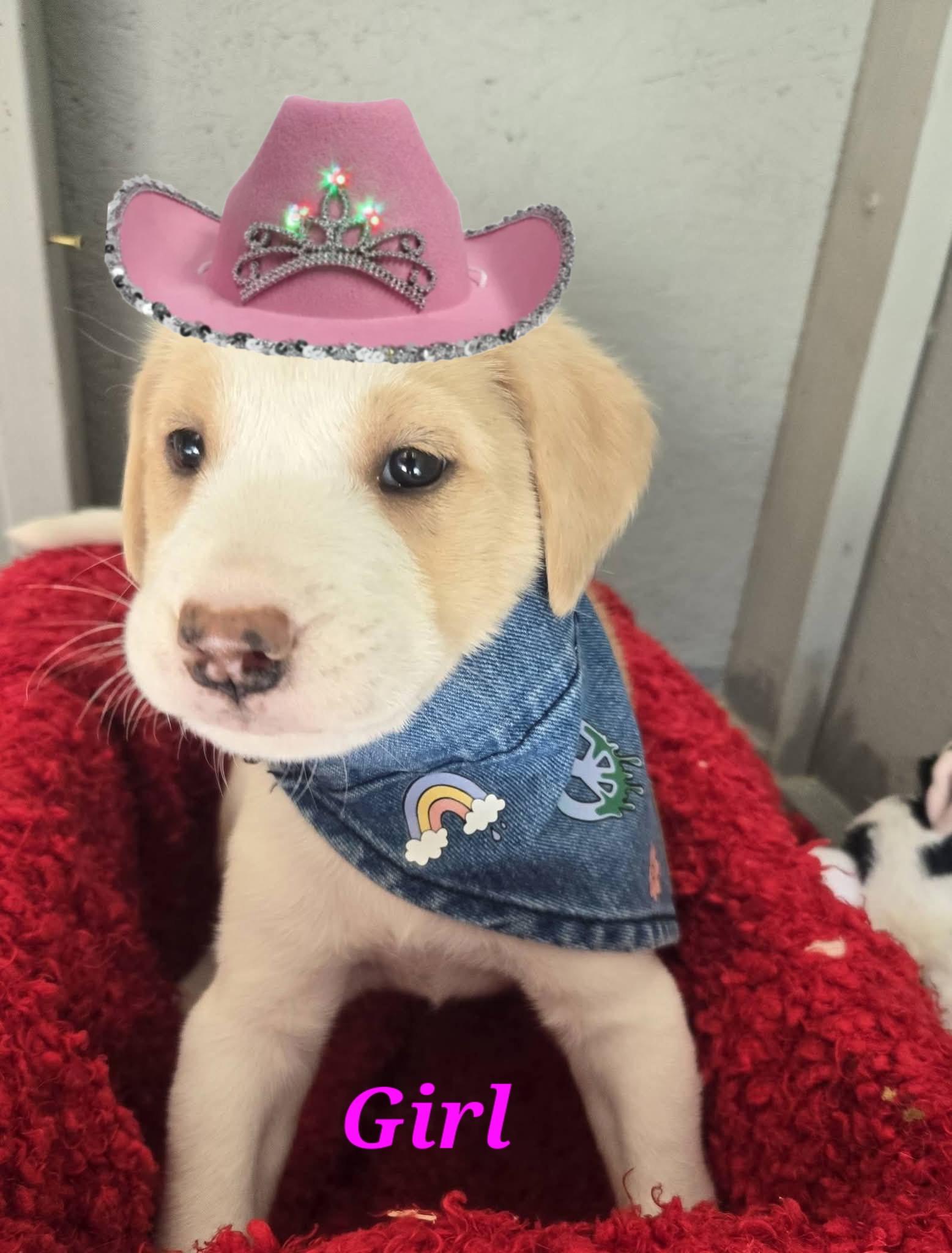 Enlarge Gigi, a Adoptable mixed breed in White Lake, MI image 1/3