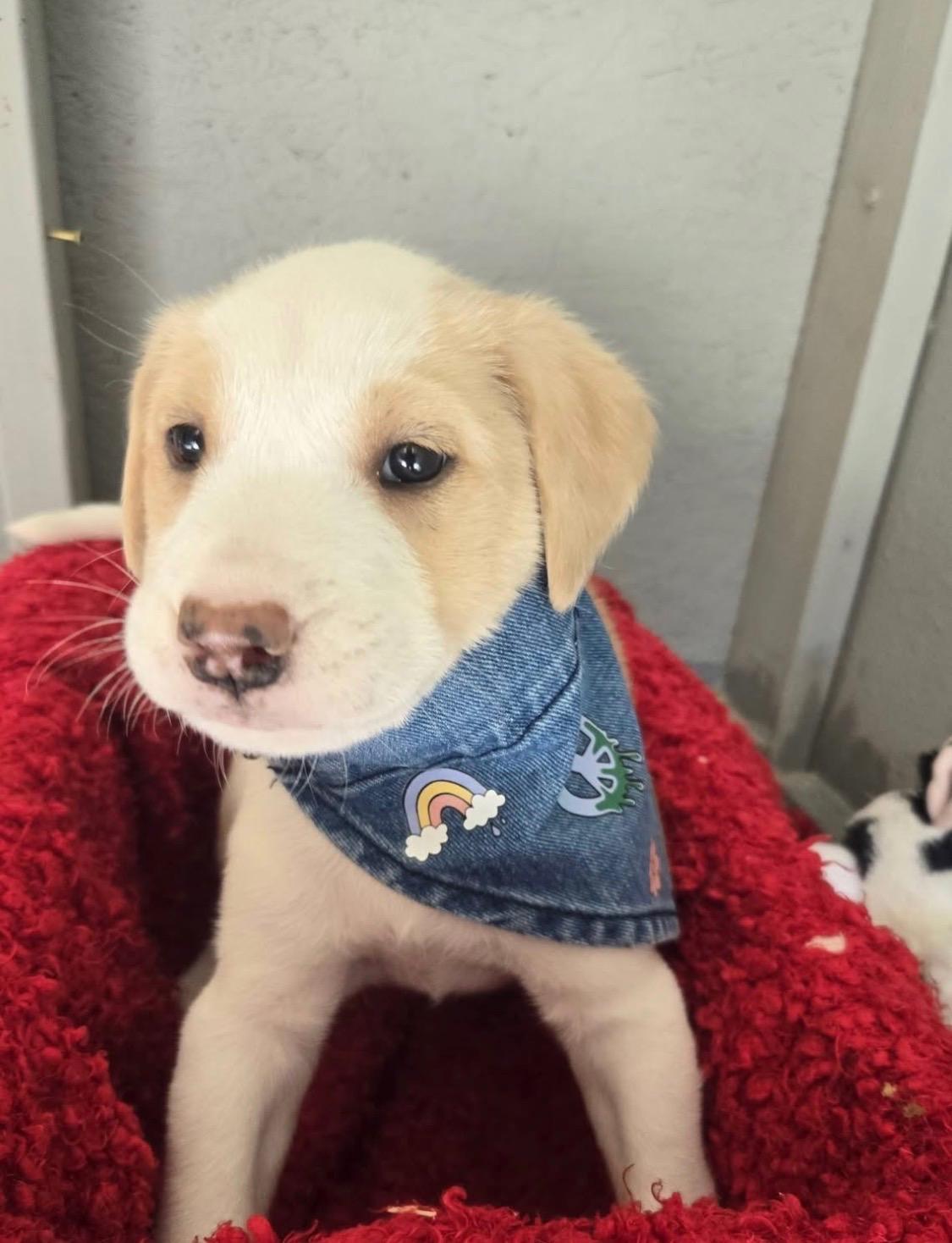 Enlarge Gigi, a Adoptable mixed breed in White Lake, MI image 2/3