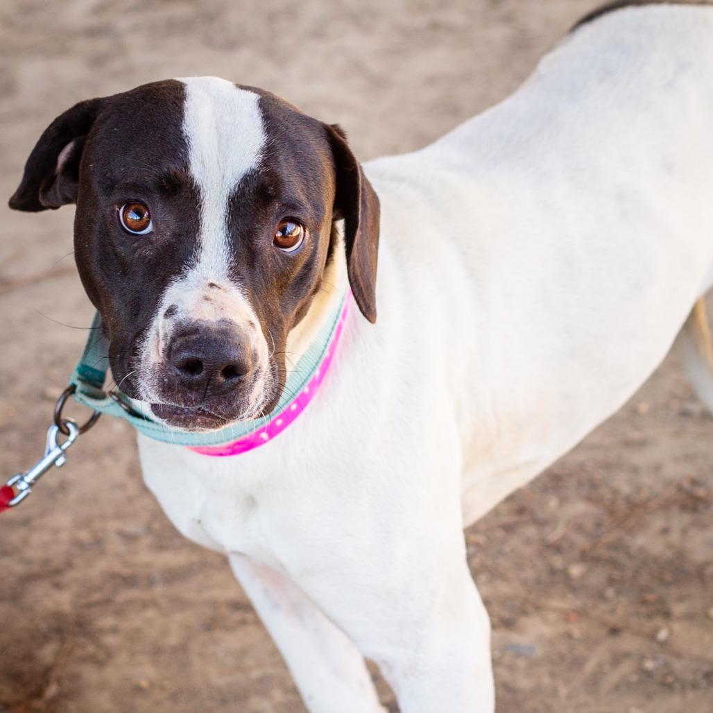 Enlarge Selune, a Adoptable mixed breed in Hattiesburg, MS image 1/2