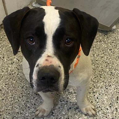 Enlarge Selune, a Adoptable mixed breed in Hattiesburg, MS image 2/2