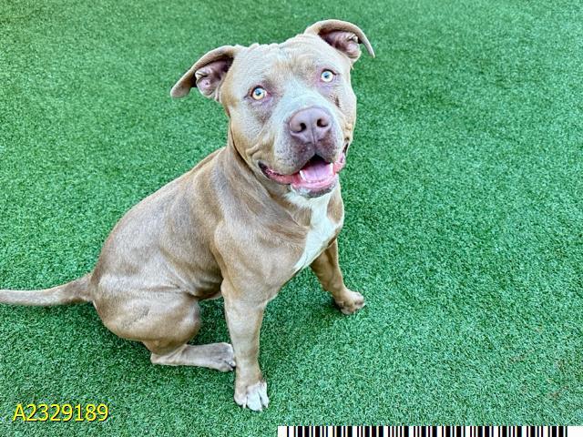 DUG, Adoptable, Adult Male Mixed Breed.