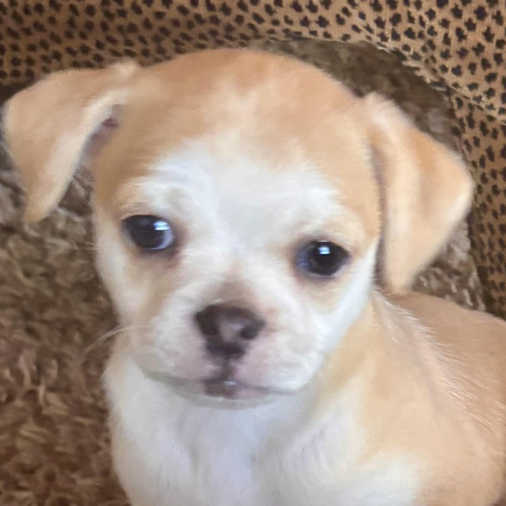 Ronda, adopted, Puppy Female Spaniel & Pug.