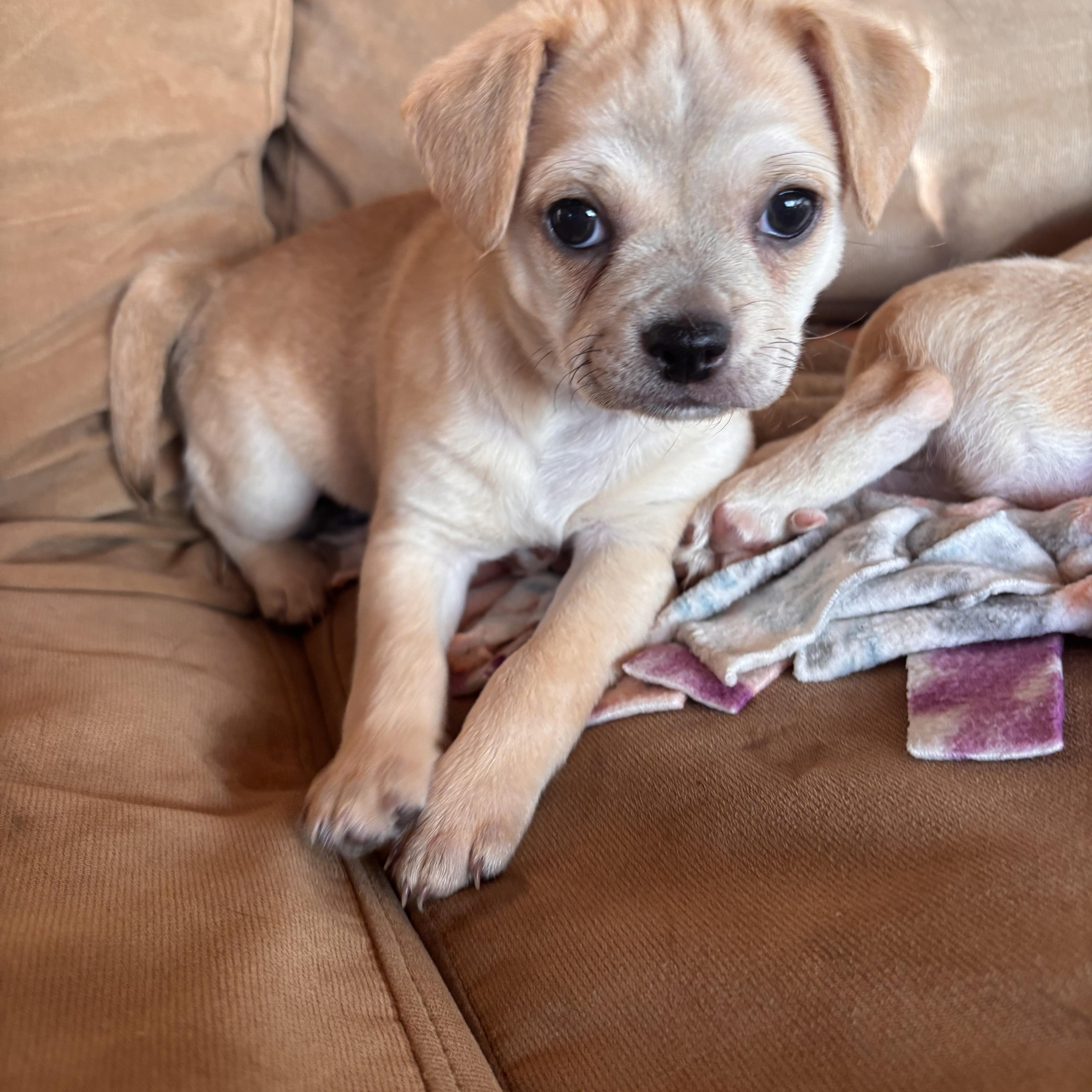 Ronda, an adopted mixed breed in Seal Beach, CA image 2/6