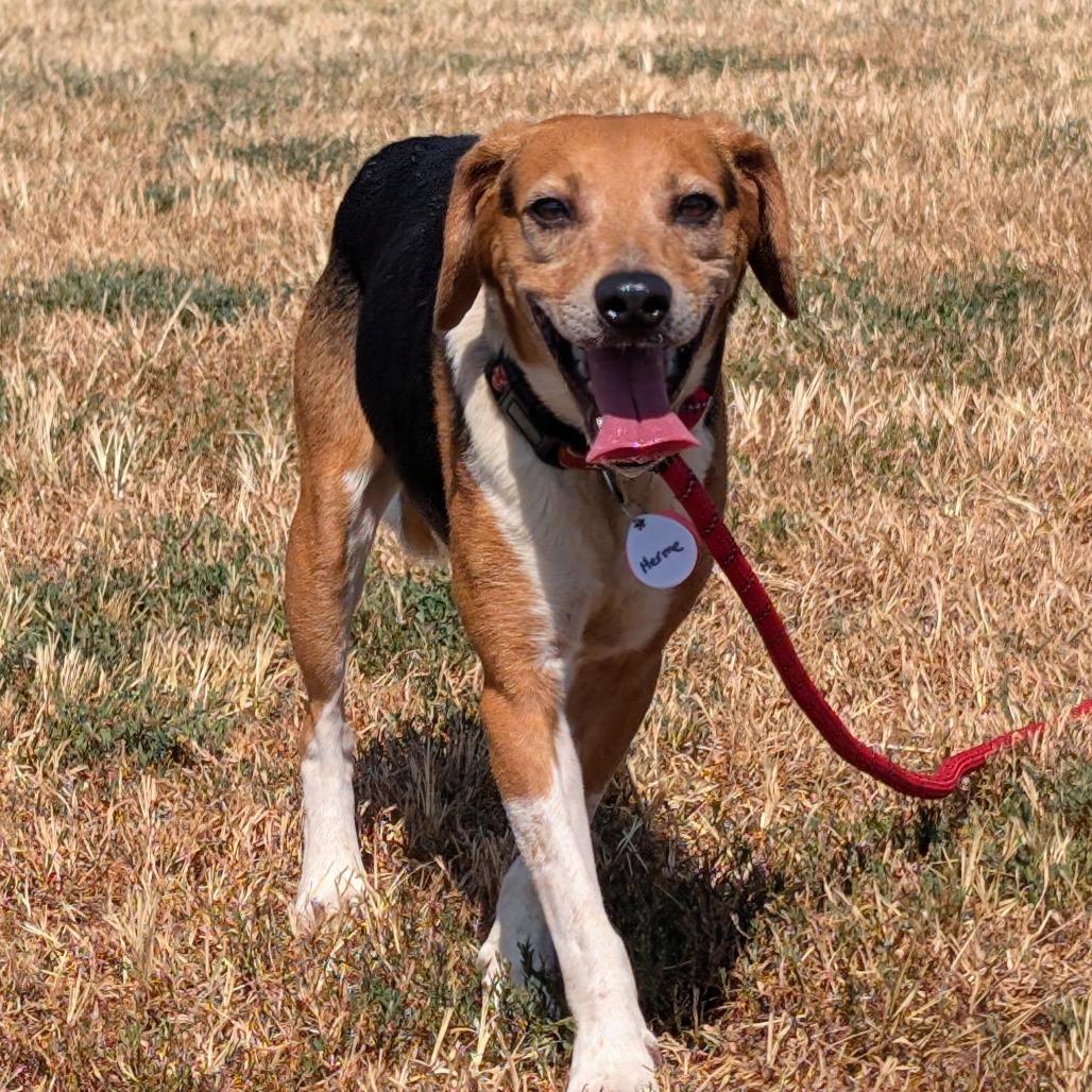 Hermie, Adoptable, Adult Male Beagle & Mixed Breed.