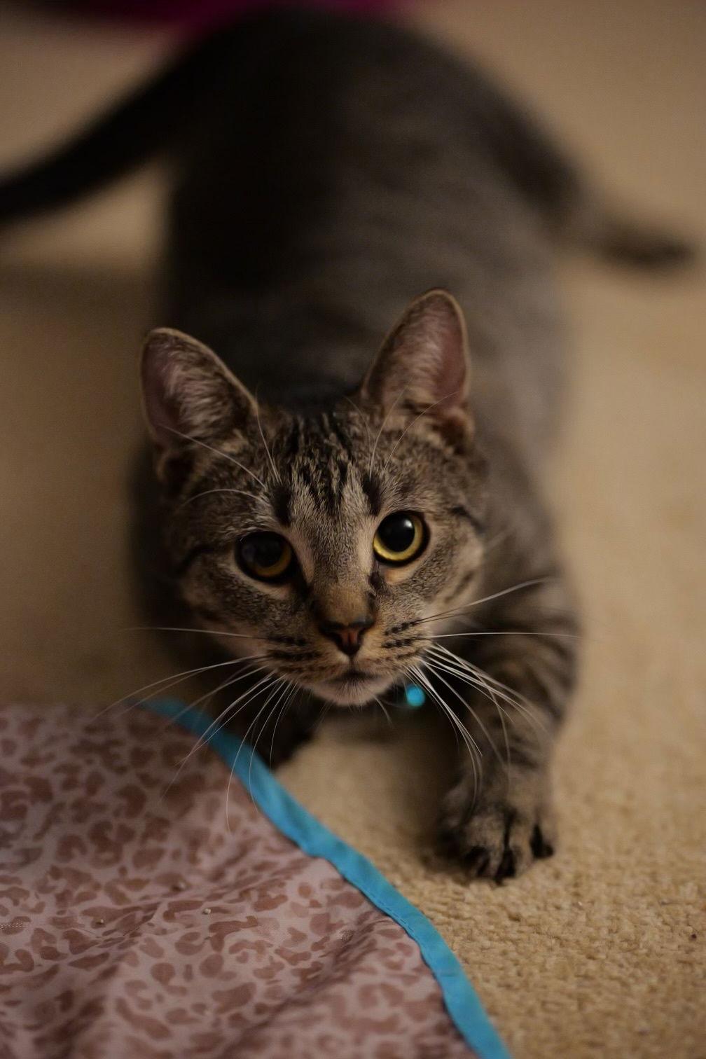 Sherlock Bones, a Adoptable Domestic Short Hair in Camden, SC image 2/2