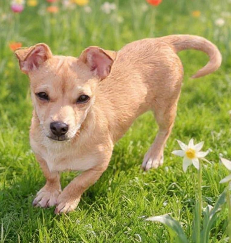 Enlarge Sir Lancelot , a Adoptable mixed breed in Roseburg, OR image 3/6