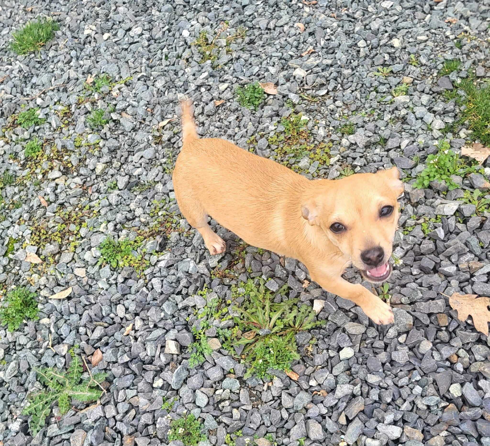 Enlarge Sir Lancelot , a Adoptable mixed breed in Roseburg, OR image 2/6