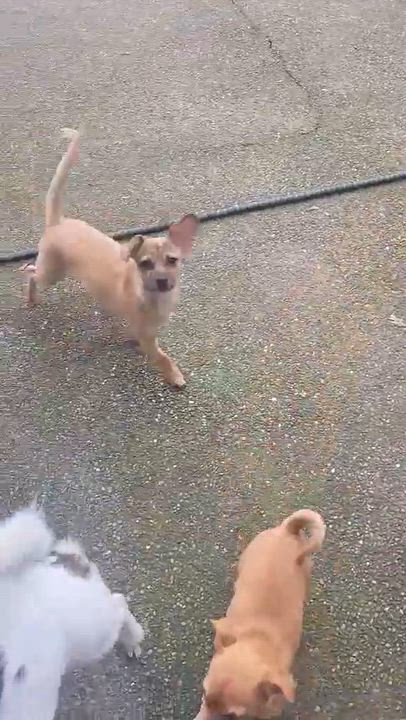 Enlarge Sir Lancelot , a Adoptable mixed breed in Roseburg, OR video 4/6