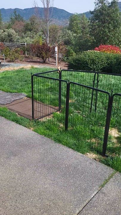 Enlarge Sir Lancelot , a Adoptable mixed breed in Roseburg, OR video 6/6