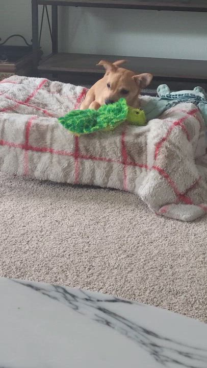 Enlarge Sir Lancelot , a Adoptable mixed breed in Roseburg, OR video 5/6