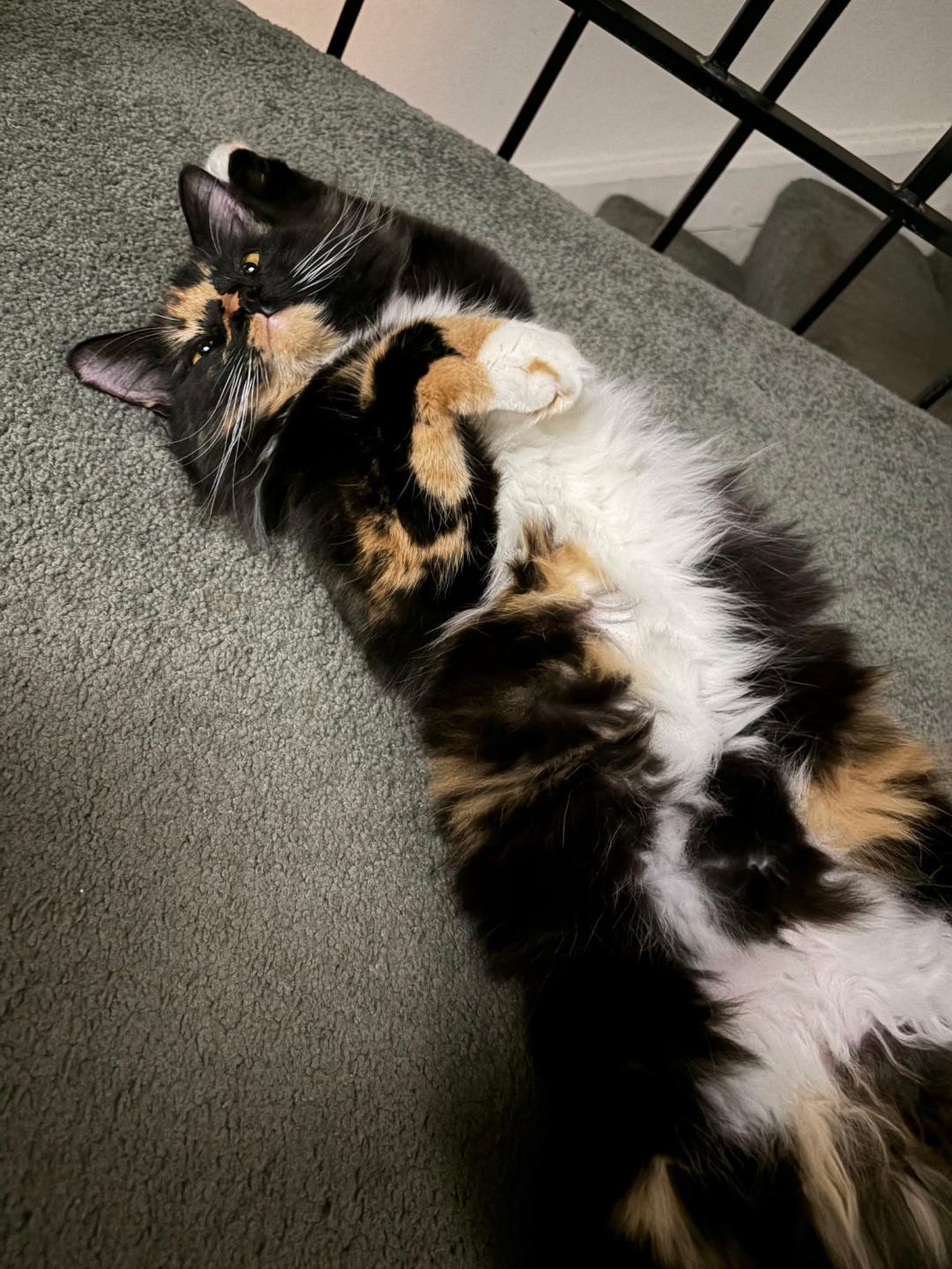 Aurora, an adopted Calico in Westminster, CA image 2/3