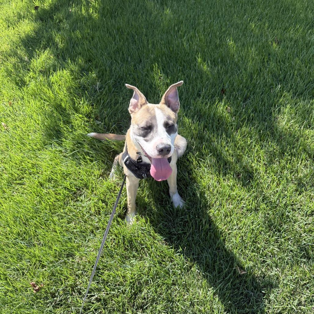 Enlarge Zorro, a Adoptable mixed breed in Cordova, TN image 2/5