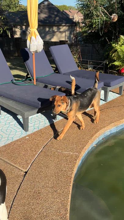 Enlarge Zorro, a Adoptable mixed breed in Cordova, TN video 4/5