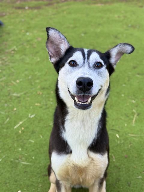 Enlarge HERMOSA, a Adoptable mixed breed in Sugar Land, TX image 1/1