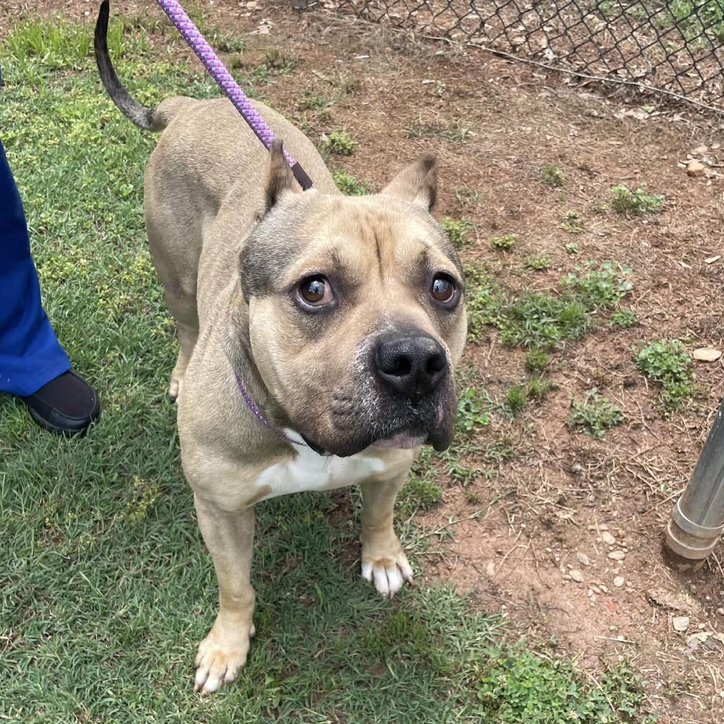 Big Dog, a Adoptable American Staffordshire Terrier in Greenville, SC image 1/5